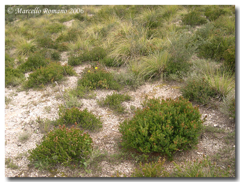 Gariga di Erica multiflora sui monti di Palermo